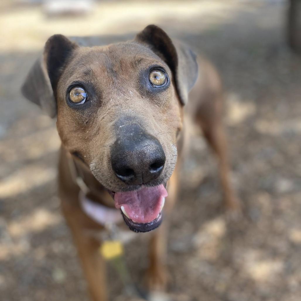 Enlarge Grable, a Adoptable Pit Bull Terrier in Ramona, CA image 2/6