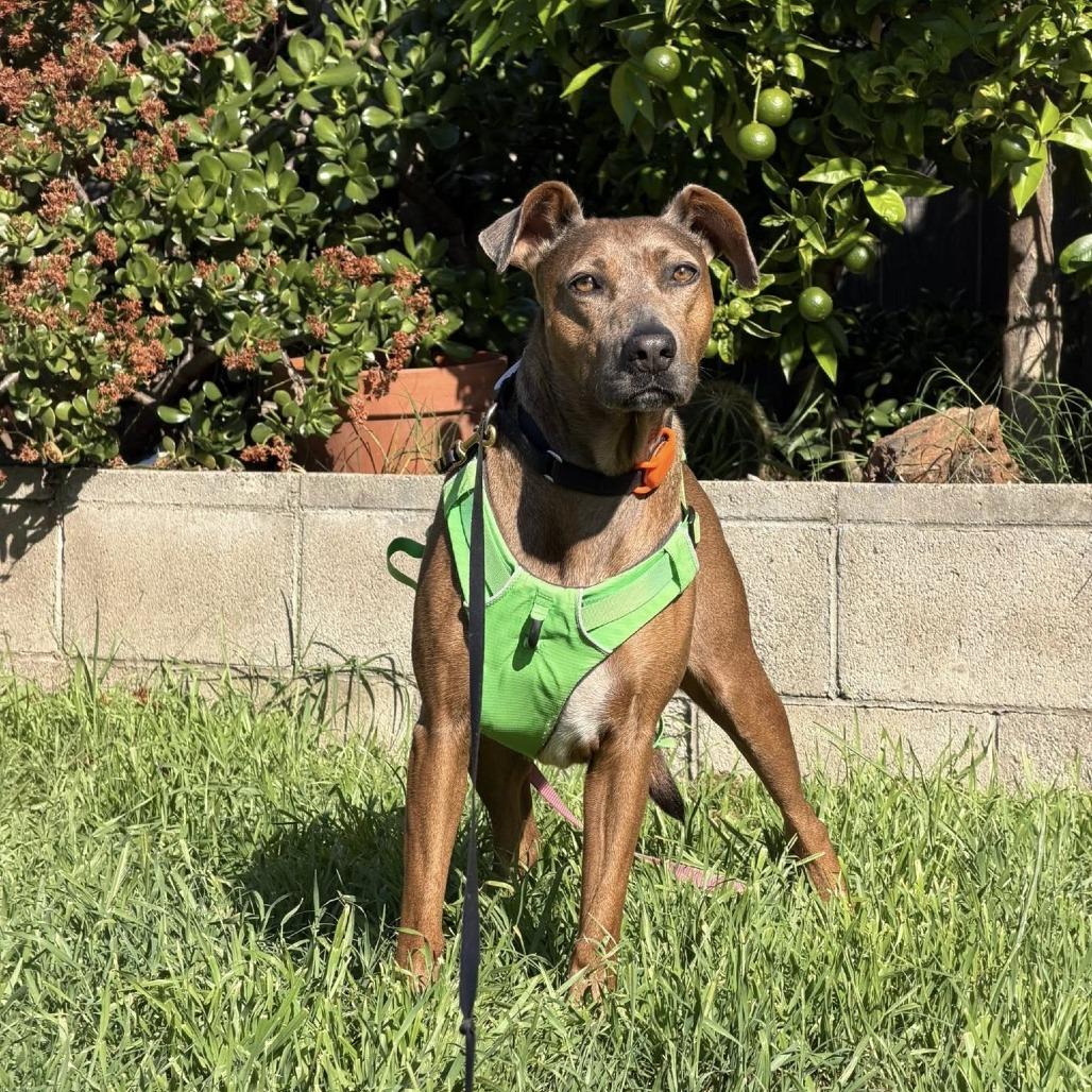 Enlarge Grable, a Adoptable Pit Bull Terrier in Ramona, CA image 4/6