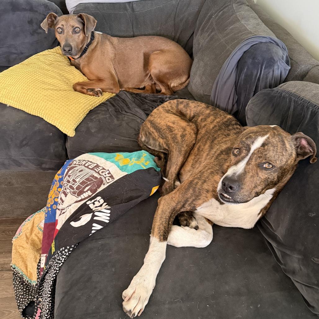Enlarge Grable, a Adoptable Pit Bull Terrier in Ramona, CA image 5/6