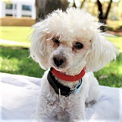 Tulip #257, Adopted, Senior Female Bichon Frise.