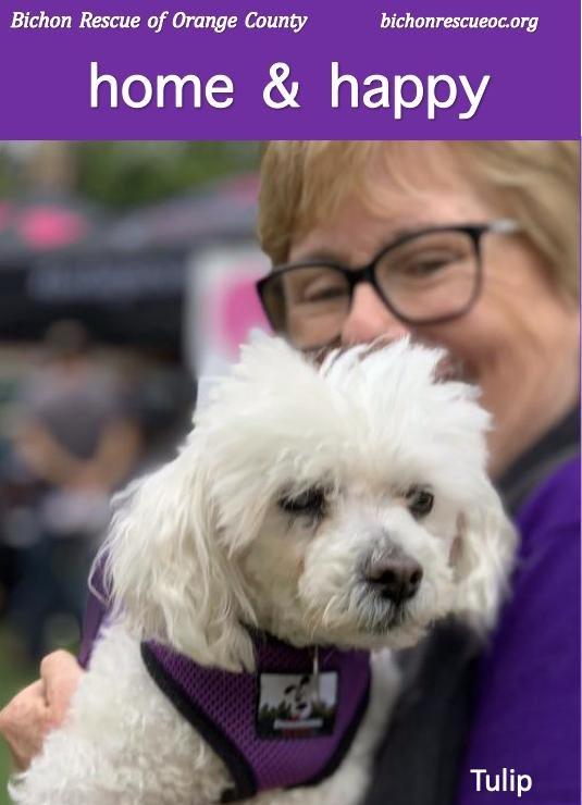 Tulip #257, a Adopted mixed breed in Placentia, CA image 3/4