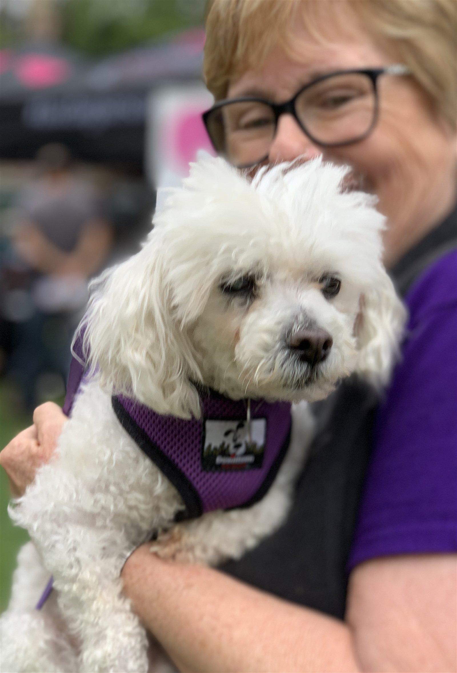 Tulip #257, a Adopted mixed breed in Placentia, CA image 4/4