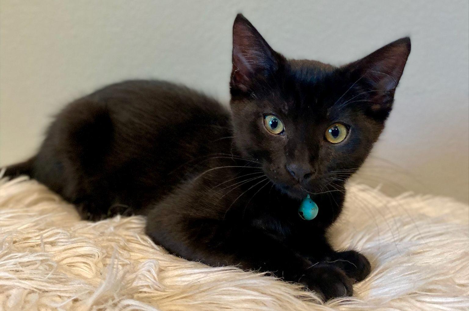 Enlarge Judd, a Adoptable Domestic Short Hair in Seal Beach, CA image 1/3