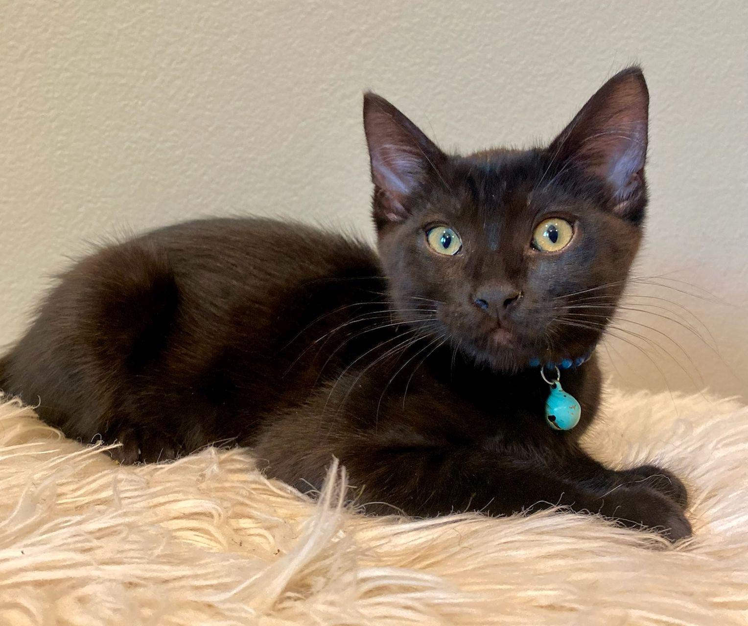 Enlarge Judd, a Adoptable Domestic Short Hair in Seal Beach, CA image 2/3