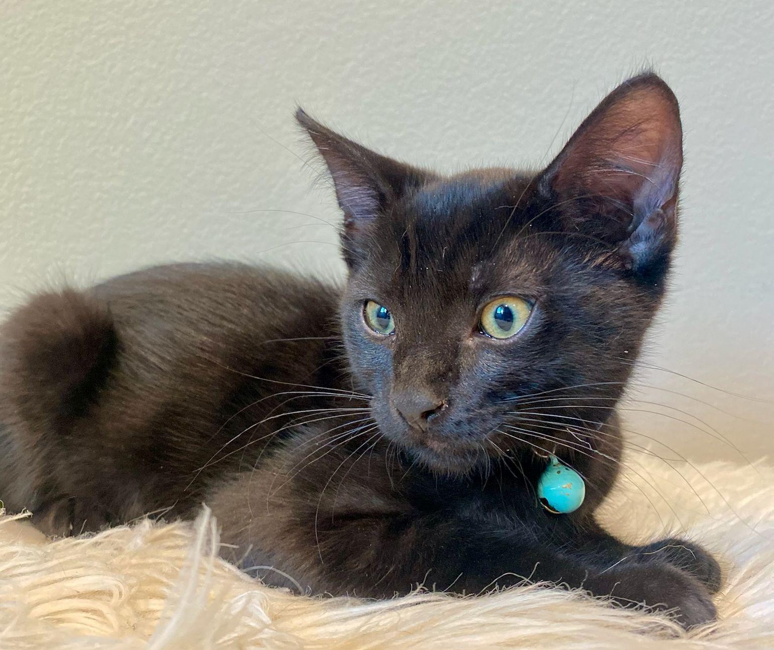 Enlarge Judd, a Adoptable Domestic Short Hair in Seal Beach, CA image 3/3