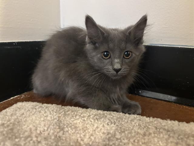 Enlarge MAPLE, a Adoptable Domestic Short Hair in Santa Clara, CA image 1/1