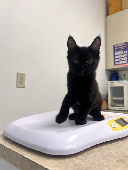 Gluestick, a Adoptable mixed breed in Pleasanton, CA image 2/3
