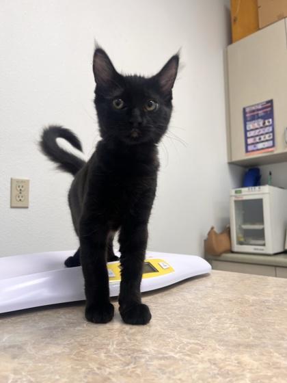 Gluestick, a Adoptable mixed breed in Pleasanton, CA image 3/3