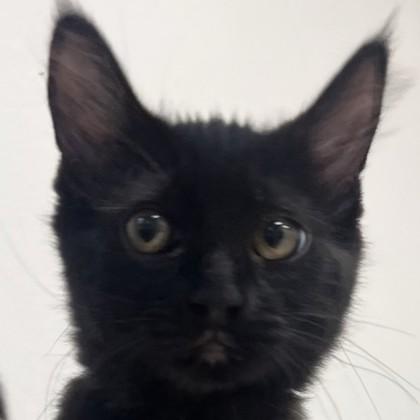 Gluestick, Adoptable, Kitten Male Domestic Short Hair & Domestic Short Hair.