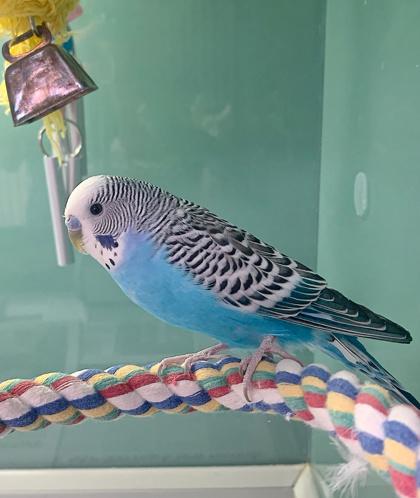 Enlarge Tweety Bird, a Adoptable mixed breed in Madison, WI image 1/3