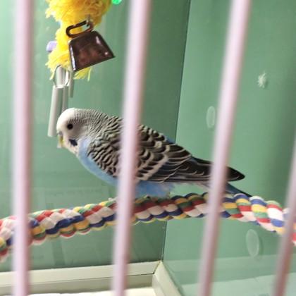 Enlarge Tweety Bird, a Adoptable mixed breed in Madison, WI image 2/3