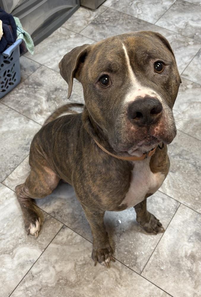 SAMSON, Adoptable, Adult Male Pit Bull Terrier.
