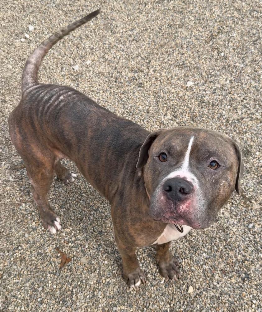 Enlarge SAMSON, a Adoptable Pit Bull Terrier in Rochester, IN image 2/2