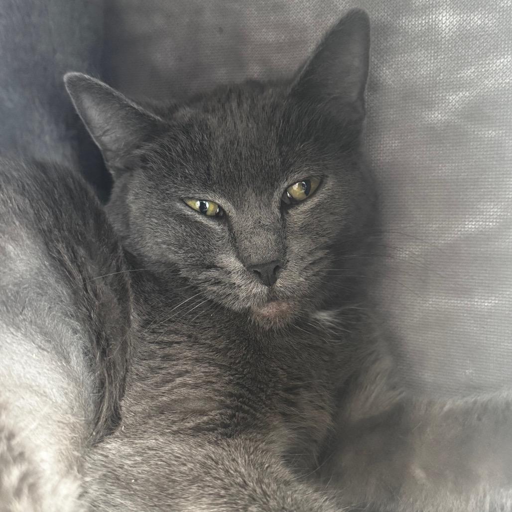 Pocahontas, Adoptable, Adult Female Domestic Short Hair.