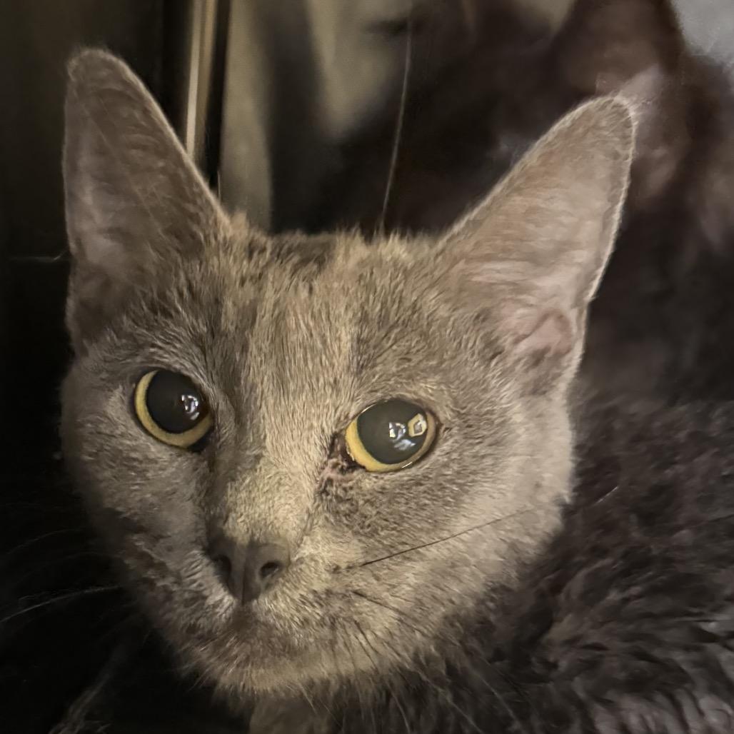 Enlarge Pocahontas, a Adoptable Domestic Short Hair in Clarksdale, MS image 2/2