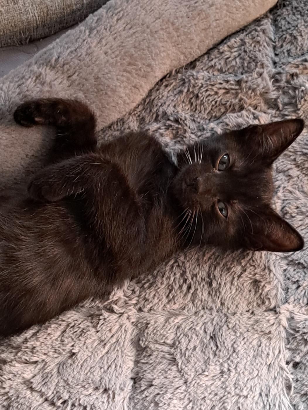 Enlarge Licorice, a Adoptable Domestic Short Hair in Bonita Springs, FL image 1/2