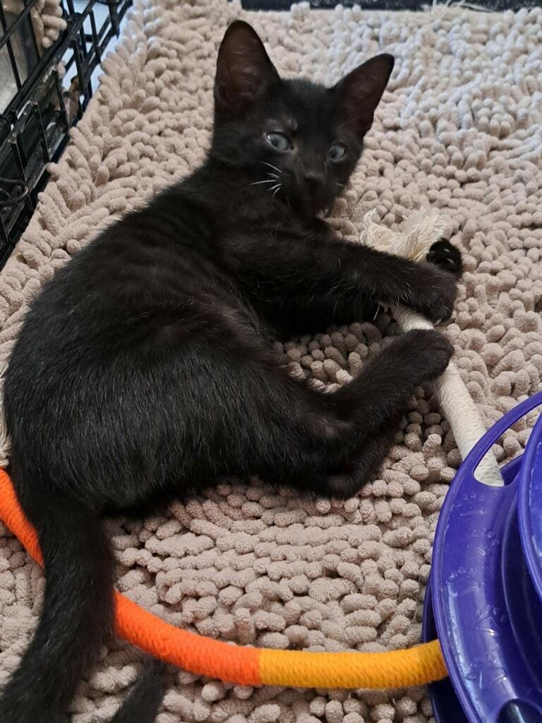 Enlarge Licorice, a Adoptable Domestic Short Hair in Bonita Springs, FL image 2/2