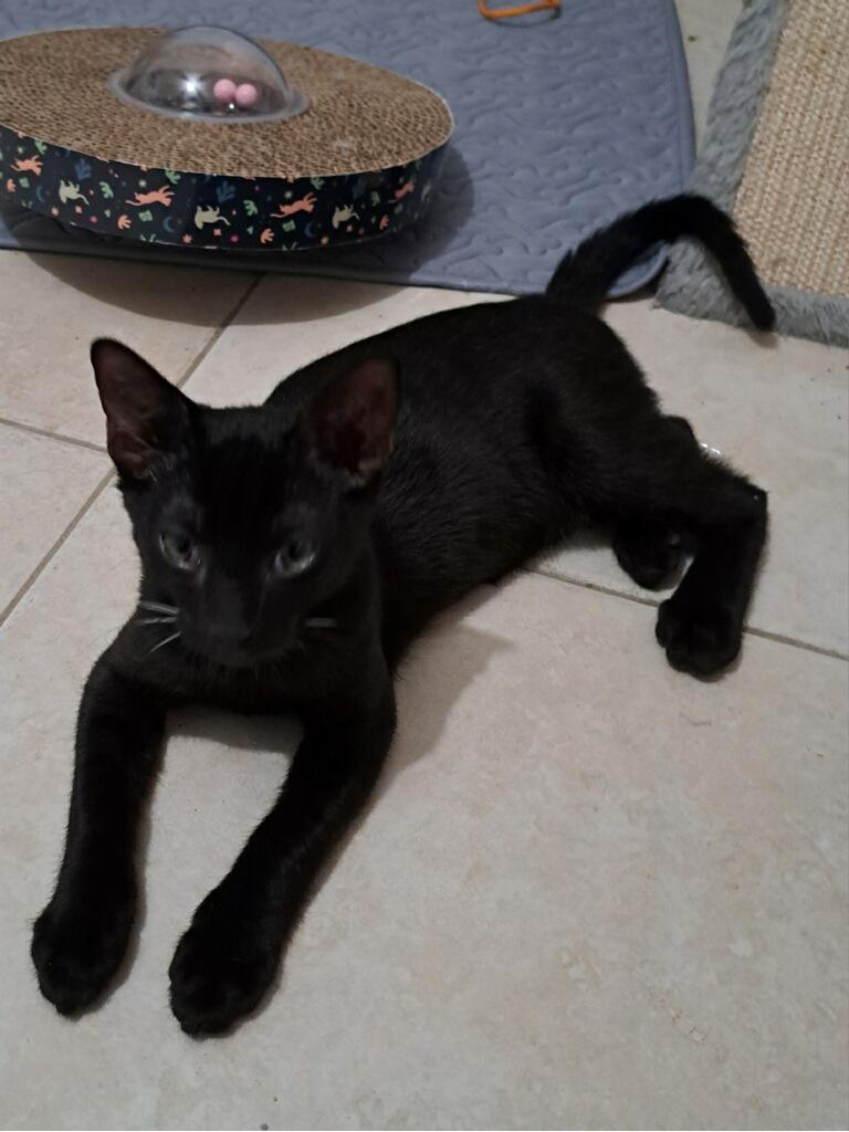 Licorice, a Adoptable Domestic Short Hair in Bonita Springs, FL image 2/5