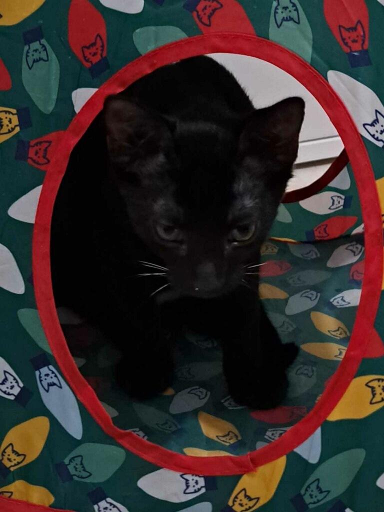 Licorice, a Adoptable Domestic Short Hair in Bonita Springs, FL image 4/5