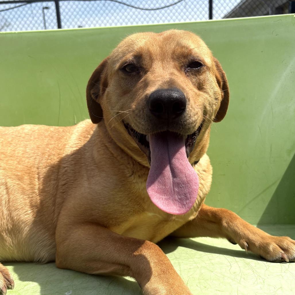 Persimmon, Adoptable, Adult Female Pit Bull Terrier.