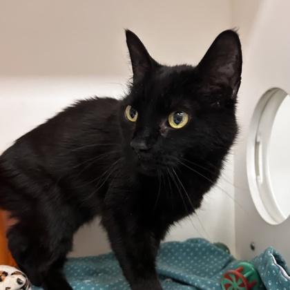 Axel, Adoptable, Young Male Domestic Short Hair & Domestic Short Hair.