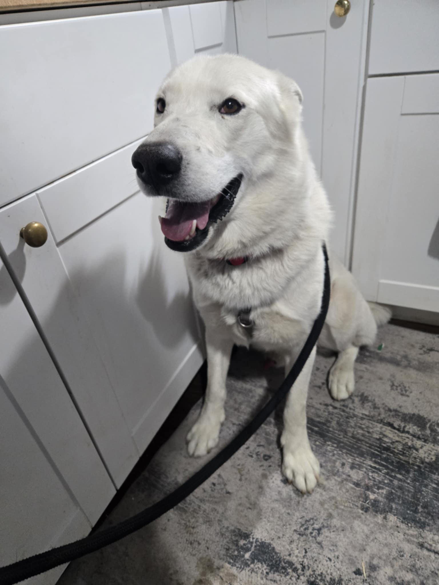 Ghost, a Adoptable mixed breed in Sheridan, OR image 1/4