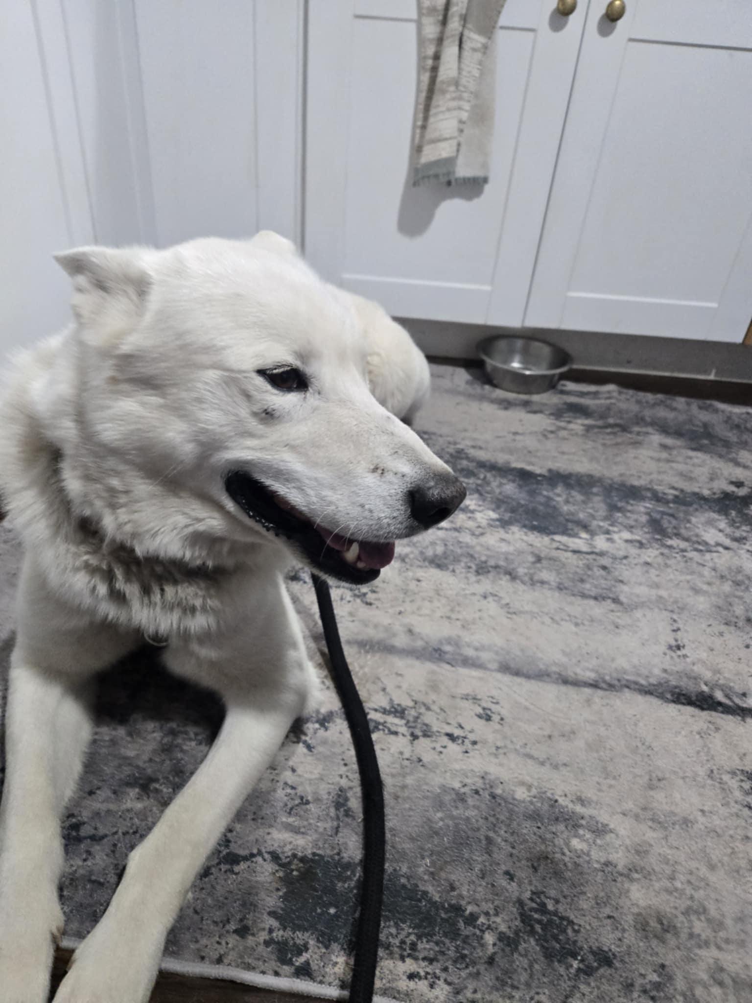 Ghost, a Adoptable mixed breed in Sheridan, OR image 3/4