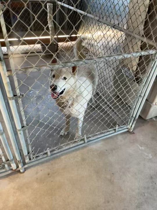 Enlarge Ghost, a Adoptable mixed breed in Sheridan, OR video 4/4