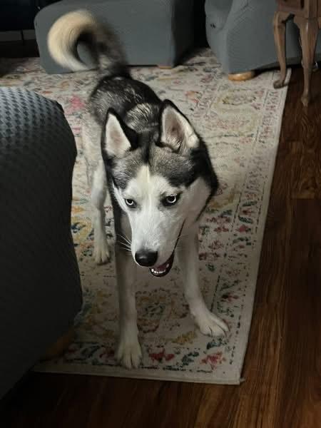 Prisha, ADOPTABLE, Young Female Siberian Husky.