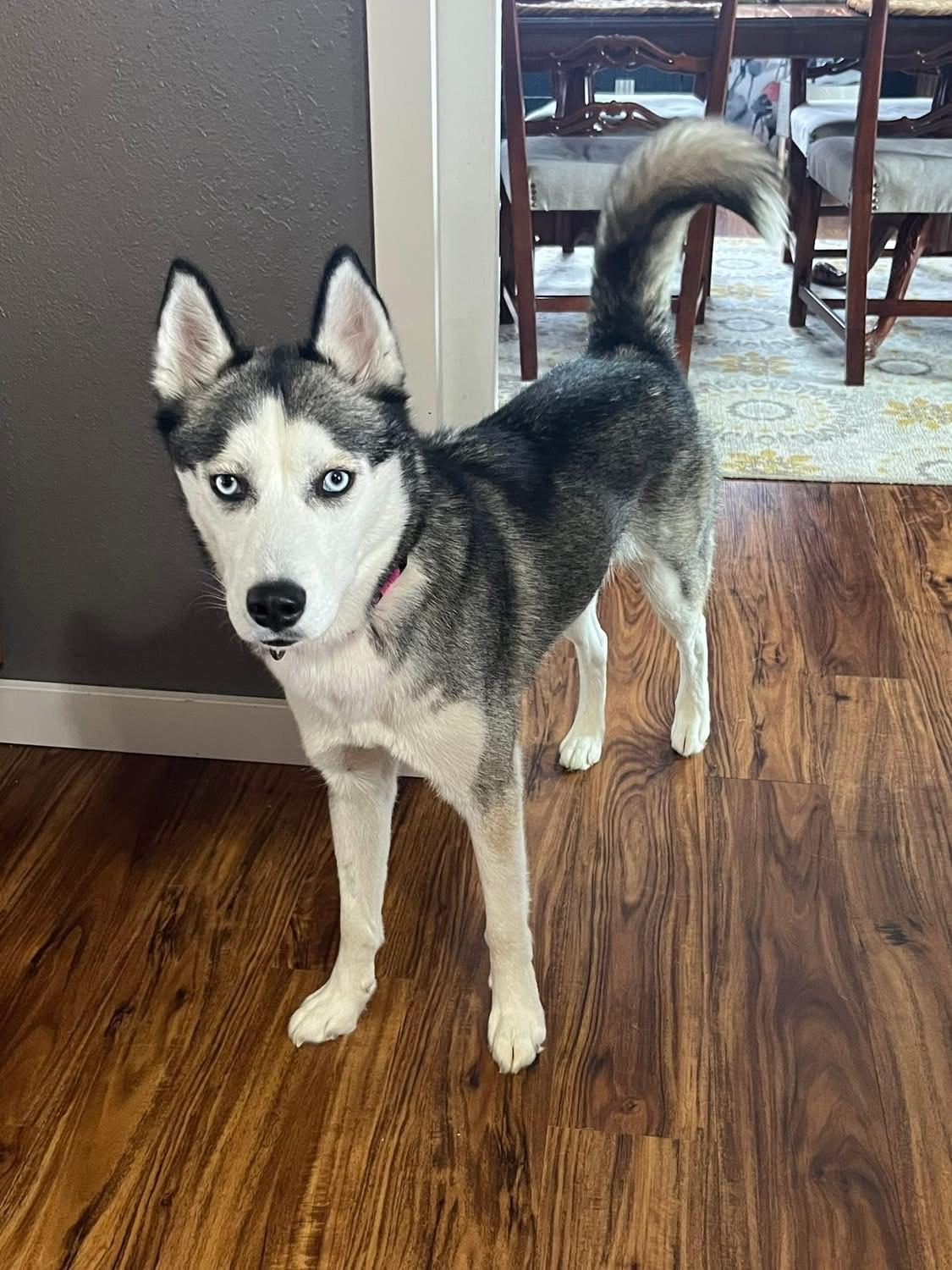 Prisha, a ADOPTABLE Siberian Husky in La Motte, IA image 2/3