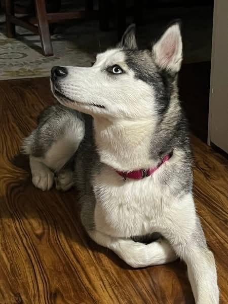 Prisha, a ADOPTABLE Siberian Husky in La Motte, IA image 3/3