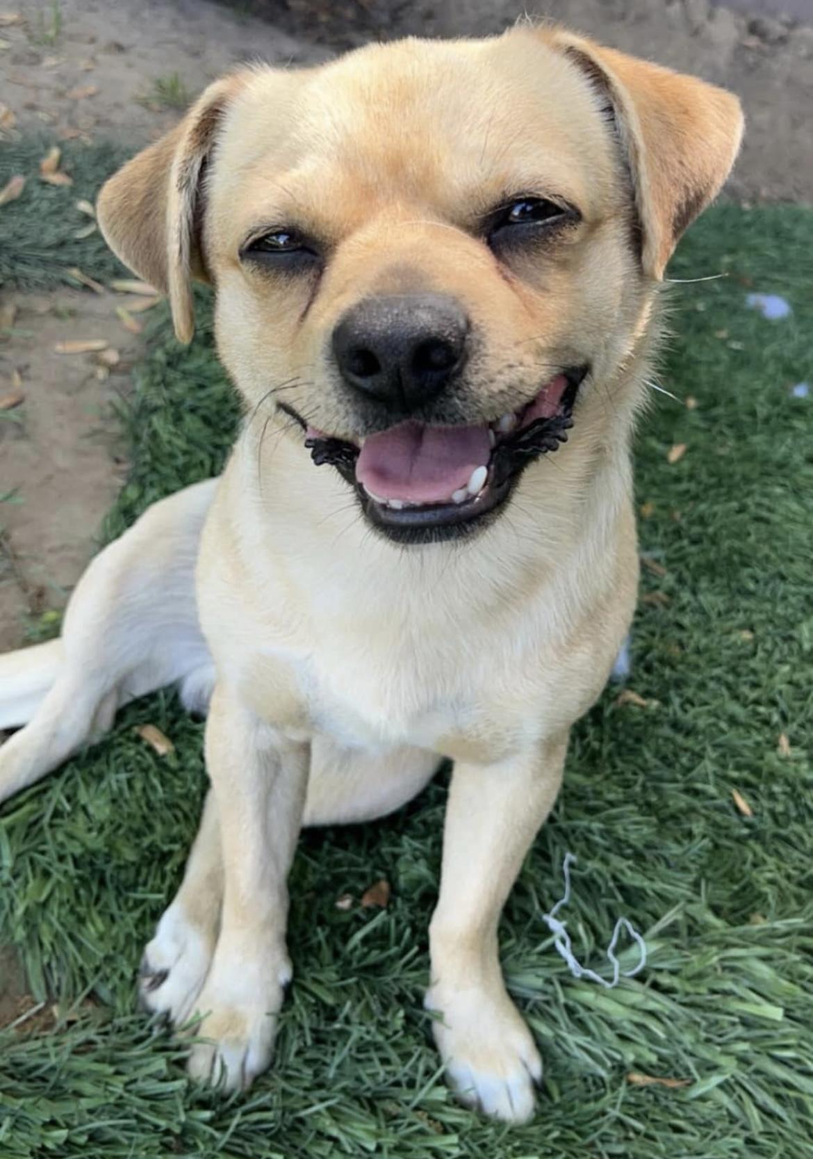 Pickles, Young Male Pug