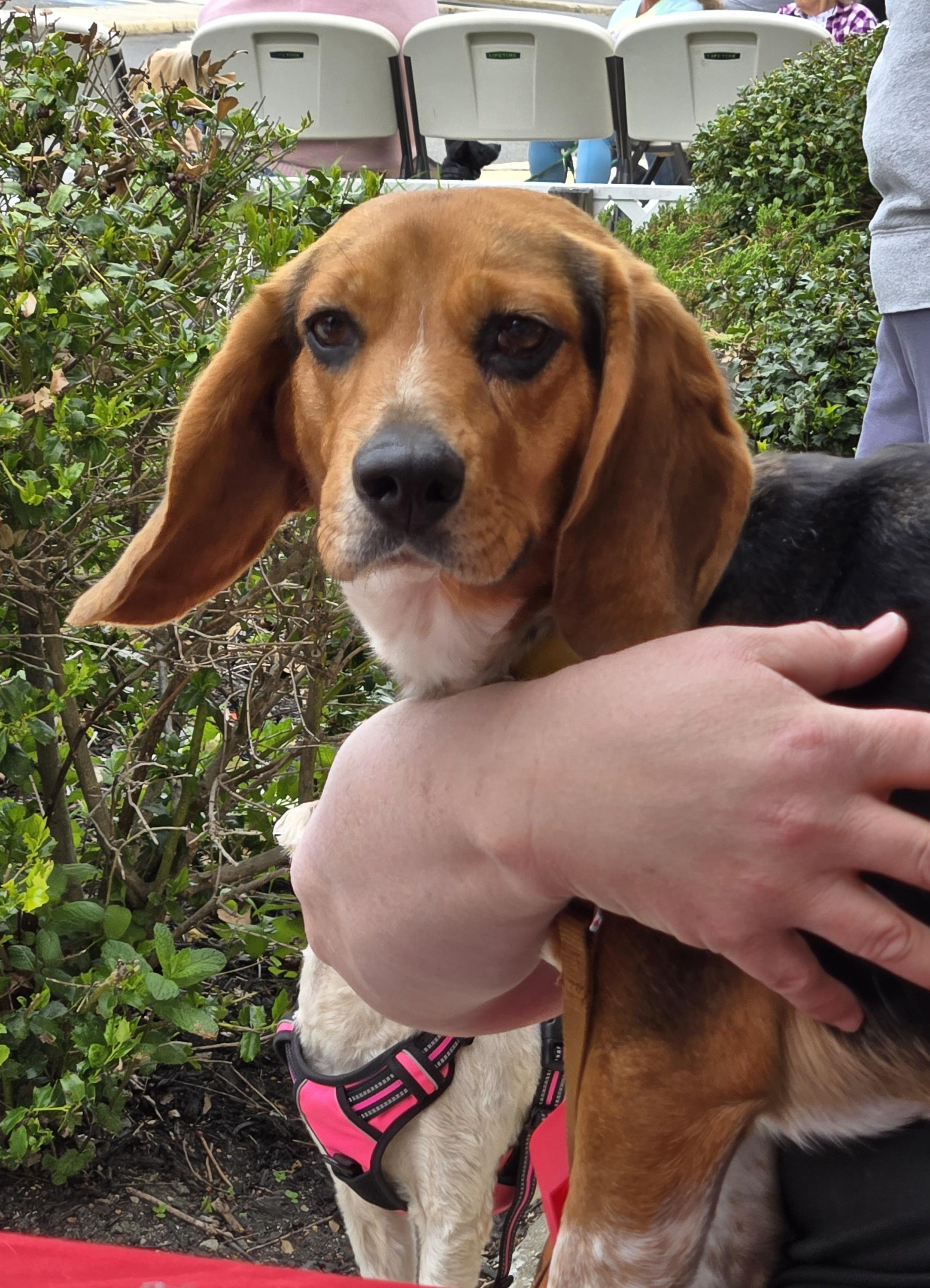 Enlarge Lyric, a ADOPTABLE Beagle in Atco, NJ image 4/4