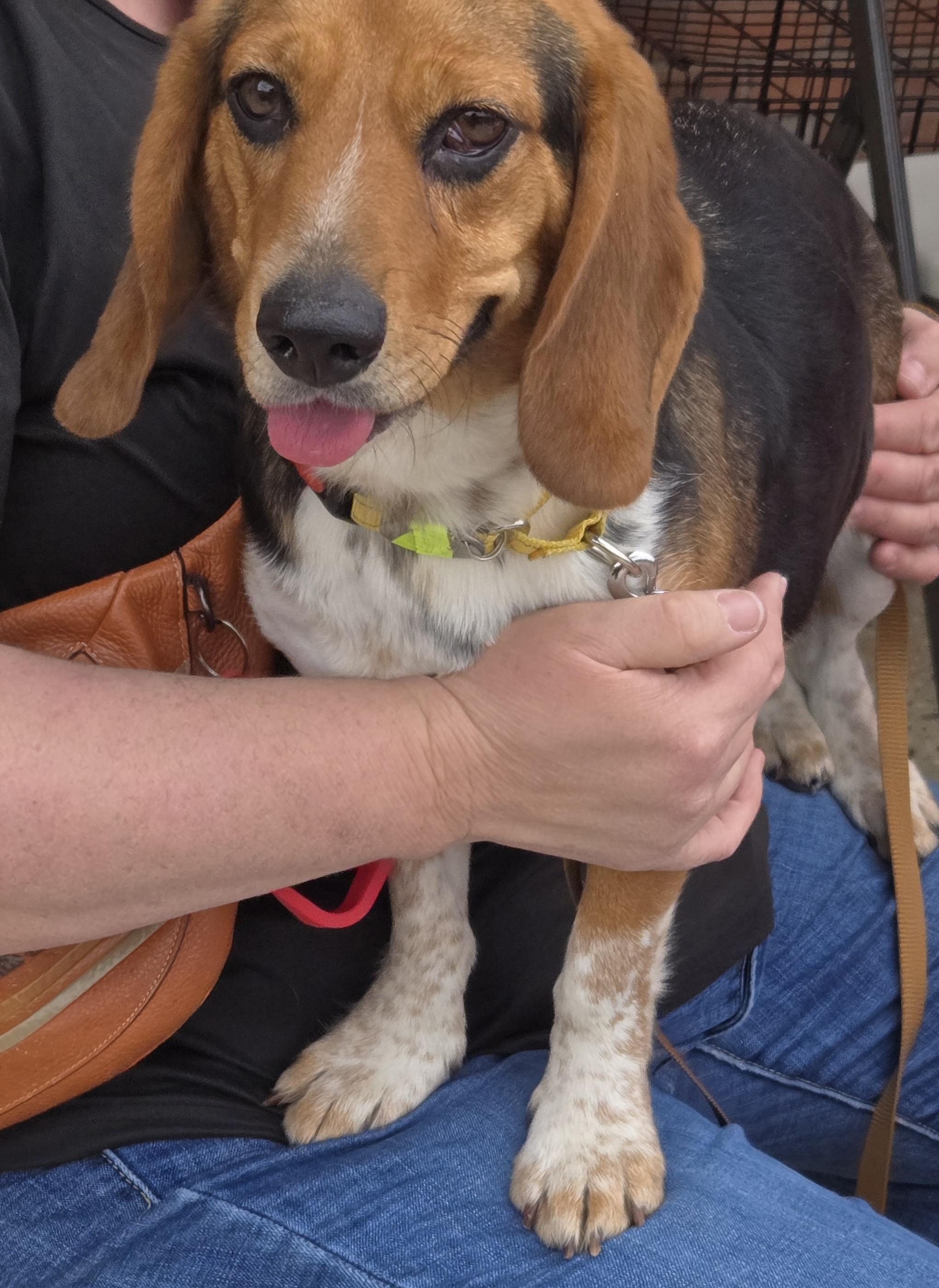 Enlarge Lyric, a ADOPTABLE Beagle in Atco, NJ image 3/4