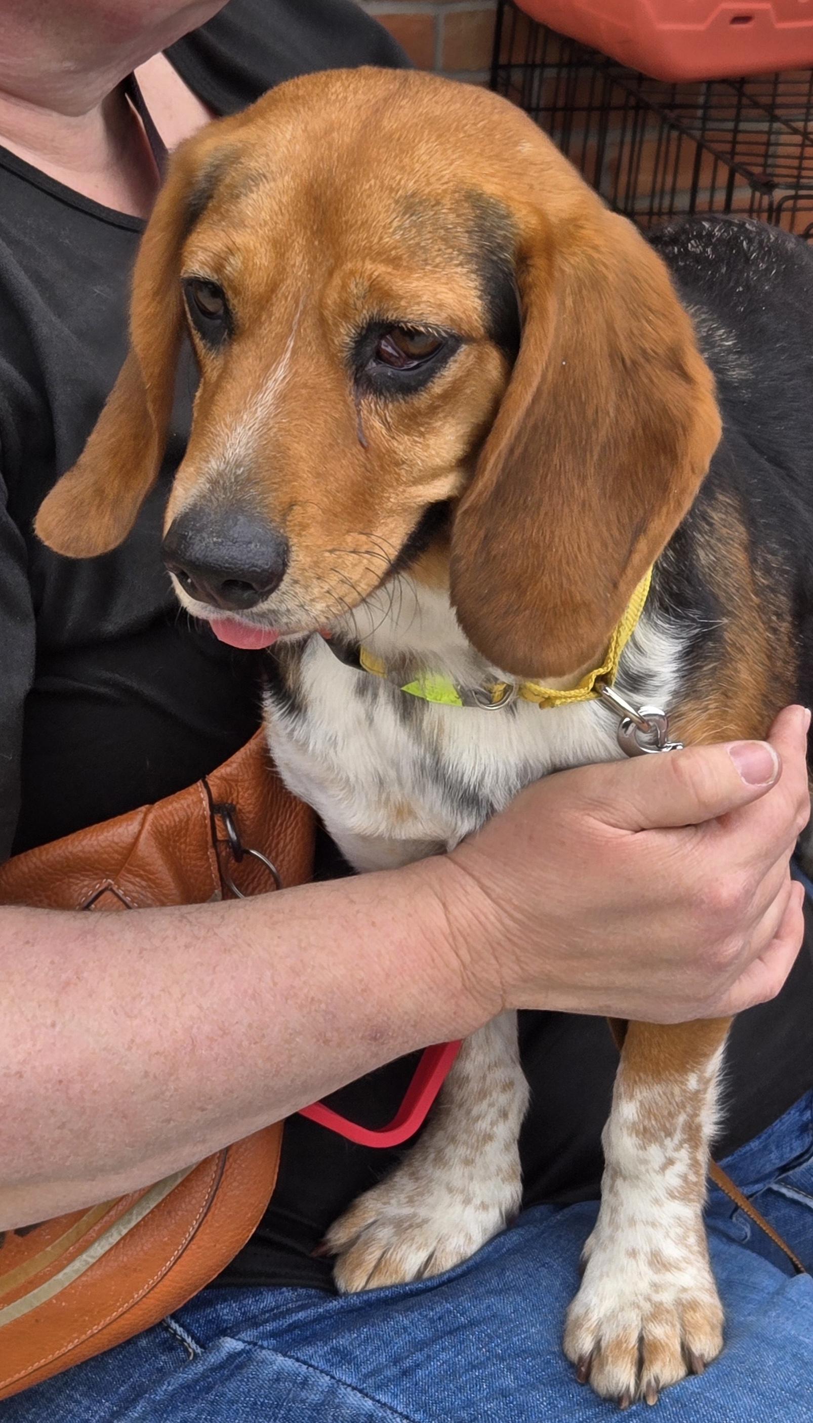 Lyric, ADOPTABLE, Young Female Beagle.
