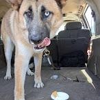 Enlarge Marla, a Adopted mixed breed in San Juan Bautista, CA image 3/3