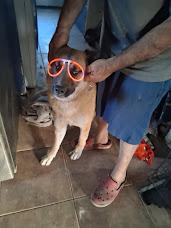 Enlarge Marla, a Adopted mixed breed in San Juan Bautista, CA image 1/3