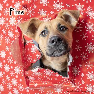 Pims, a Adoptable mixed breed in Ruidoso, NM image 1/3