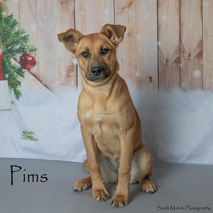 Pims, a Adoptable mixed breed in Ruidoso, NM image 2/3