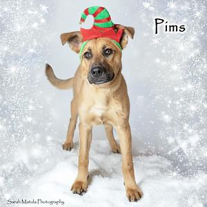 Pims, a Adoptable mixed breed in Ruidoso, NM image 3/3
