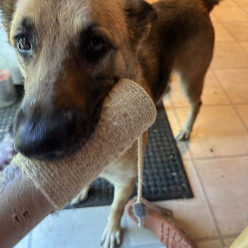 Suhu aka Lulu, Adoptable, Young Female Shepherd & Mixed Breed.