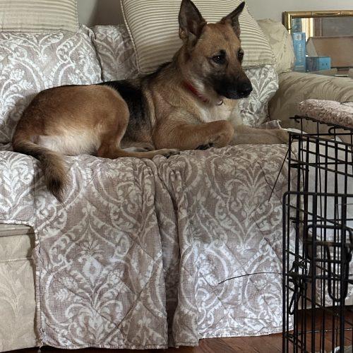 Suhu aka Lulu, a Adoptable mixed breed in Bellmawr, NJ image 2/5