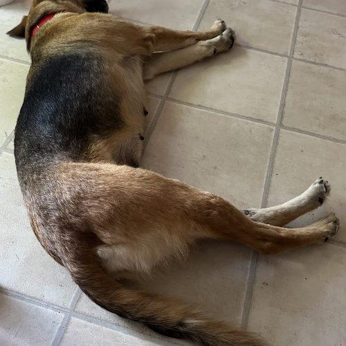 Suhu aka Lulu, a Adoptable mixed breed in Bellmawr, NJ image 3/5