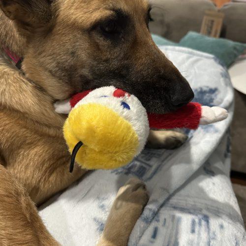Suhu aka Lulu, a Adoptable mixed breed in Bellmawr, NJ image 4/5