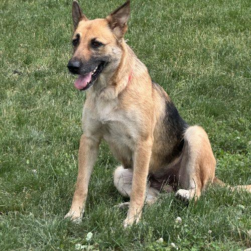 Suhu aka Lulu, a Adoptable mixed breed in Bellmawr, NJ image 5/5