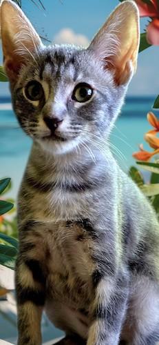 Enlarge Papaya, a Adoptable mixed breed in Fair Oaks, CA image 2/2