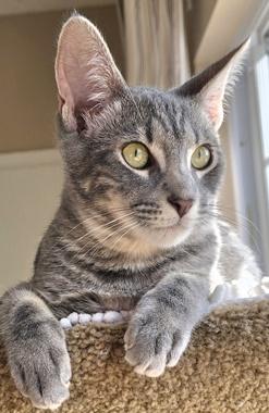 Papaya, Adoptable, Kitten Male Tabby & Domestic Short Hair.