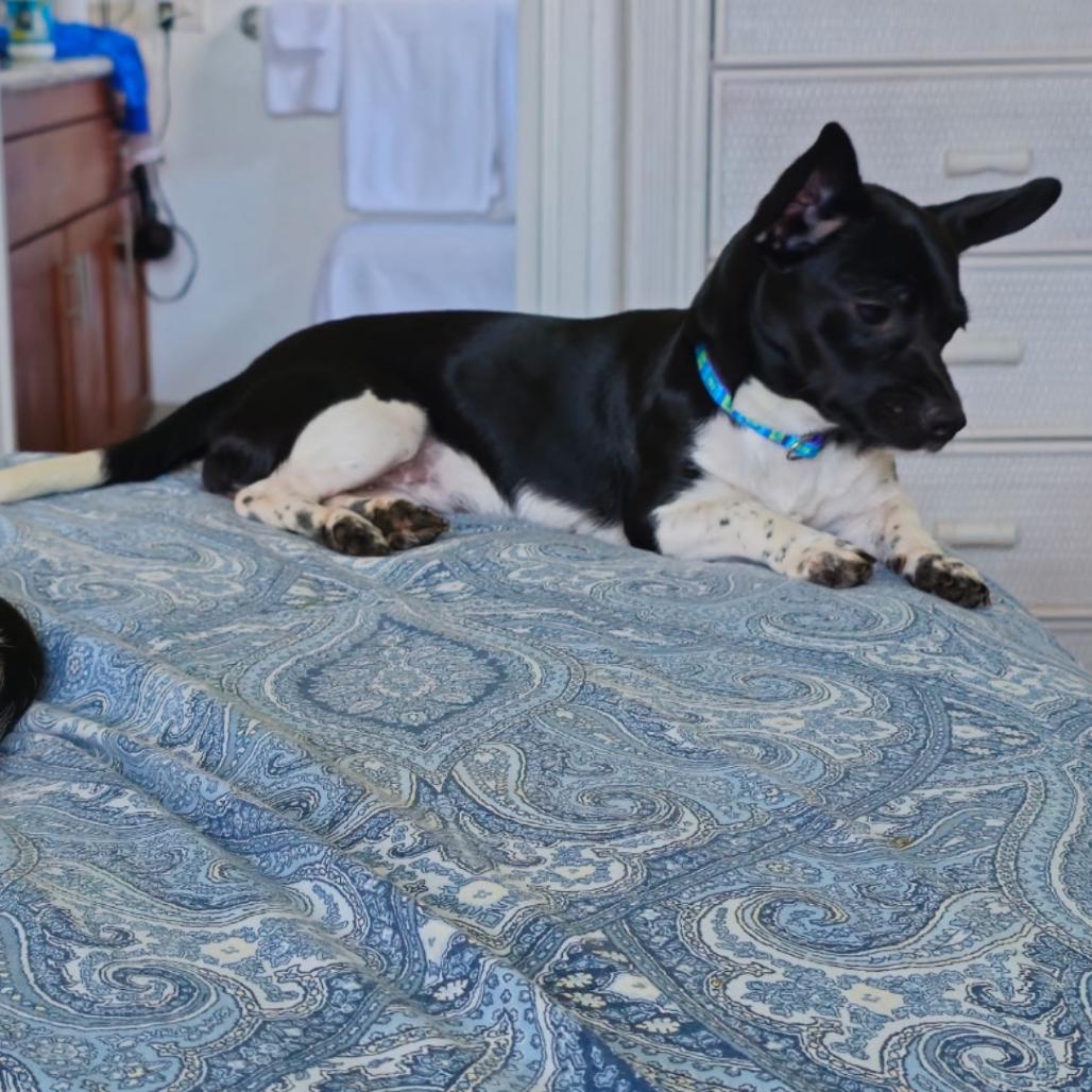 Velvet, Adoptable, Adult Female Chihuahua & Terrier.