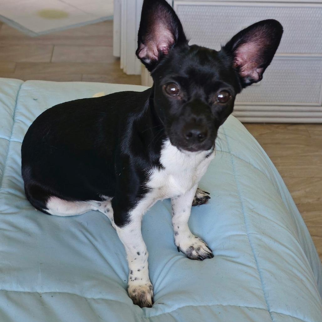 Enlarge Velvet, a Adoptable mixed breed in Kilauea, HI image 2/2