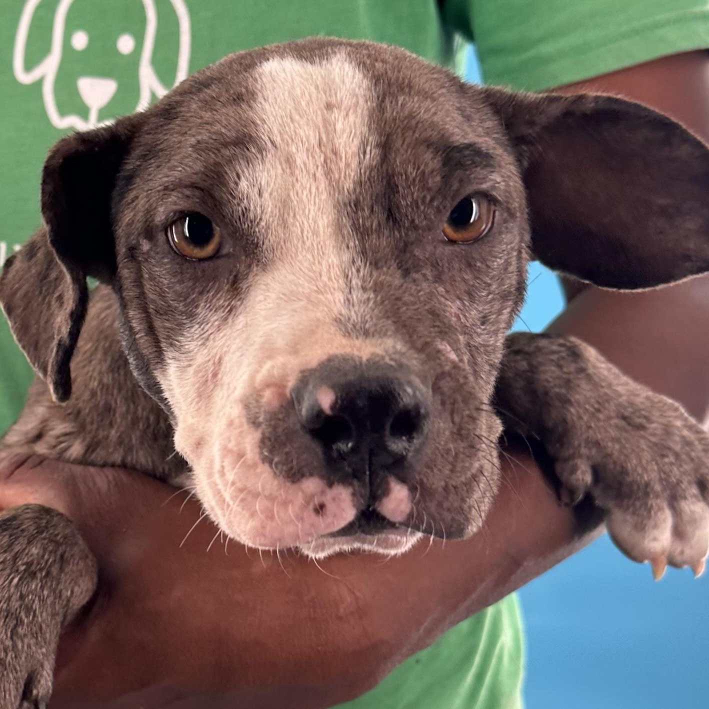 Gerdith - Local August 28-30, adoptable, Puppy Female Catahoula Leopard Dog.